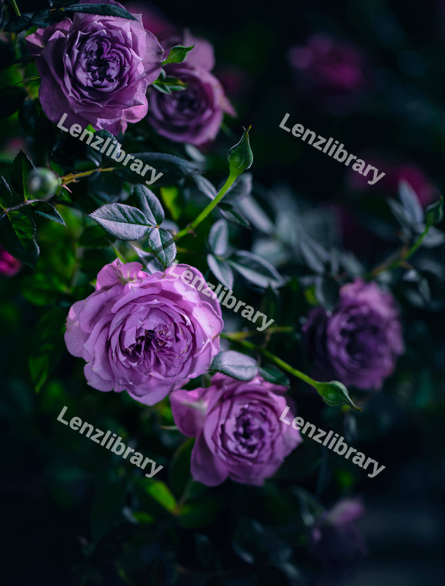 Bunch of Roses